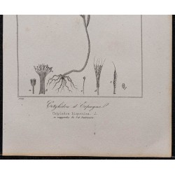 Gravure de 1846 - Cotyledon d'Espagne - 3