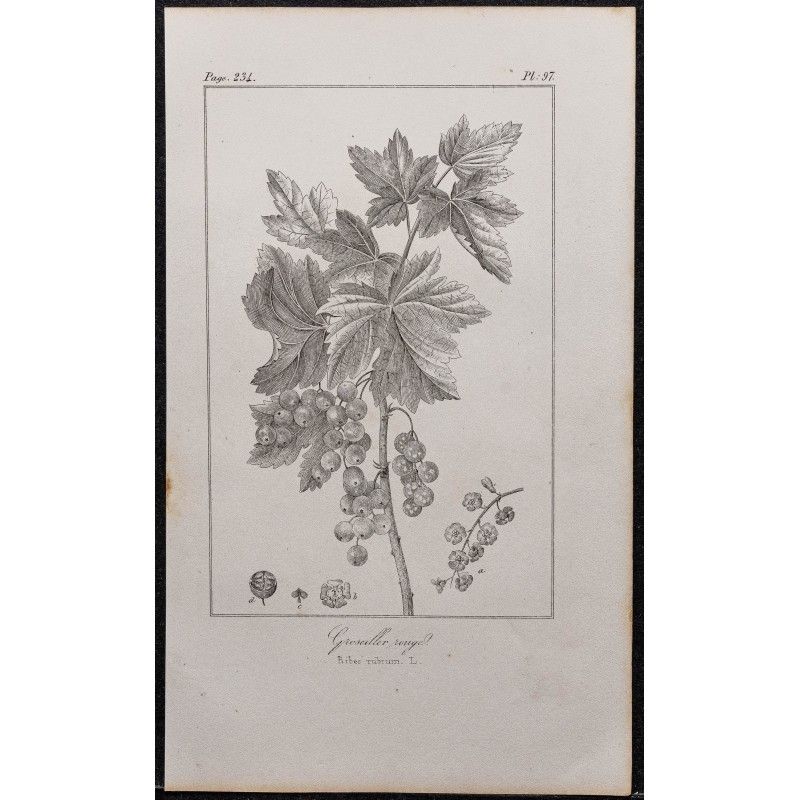 Gravure de 1846 - Groseillier à grappes rouge - 1