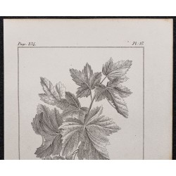 Gravure de 1846 - Groseillier à grappes rouge - 2