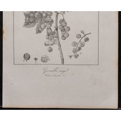 Gravure de 1846 - Groseillier à grappes rouge - 3