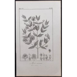 Gravure de 1846 - Myrte commun - 1