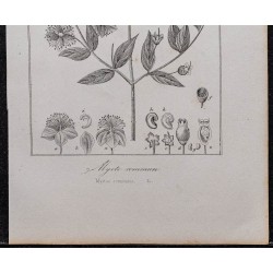 Gravure de 1846 - Myrte commun - 3