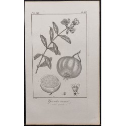 Gravure de 1846 - Grenadier cultivé - 1