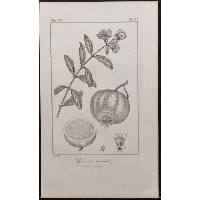 Gravure de 1846 - Grenadier cultivé - 1