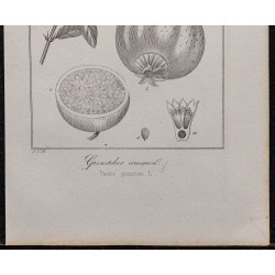 Gravure de 1846 - Grenadier cultivé - 3
