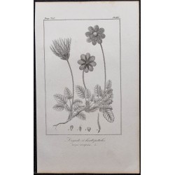 Gravure de 1846 - Dryade à huit pétales - 1