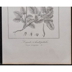 Gravure de 1846 - Dryade à huit pétales - 3