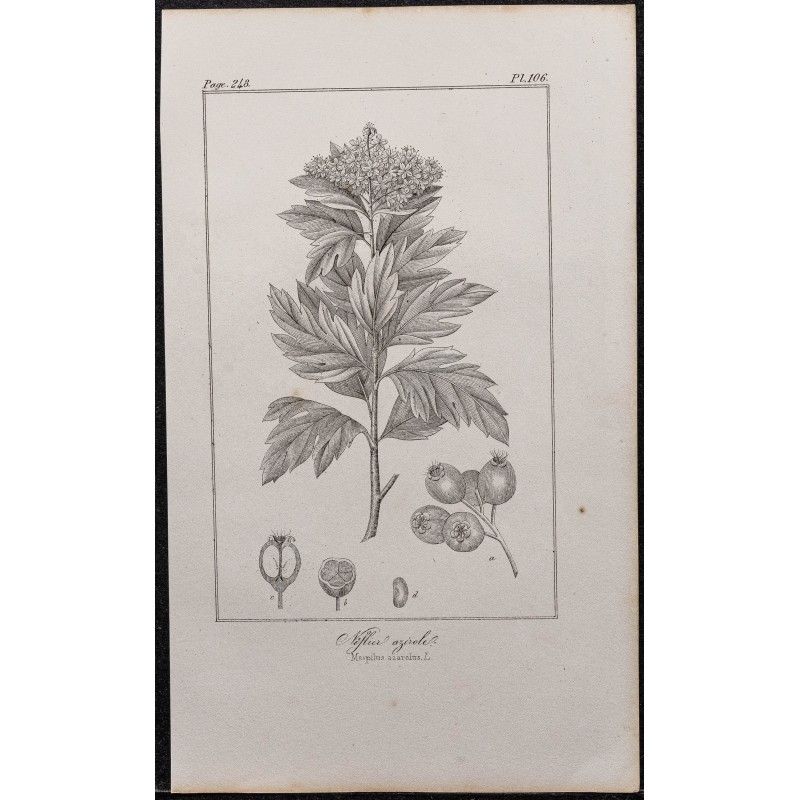 Gravure de 1846 - Neflier azérole (Azarolier) - 1