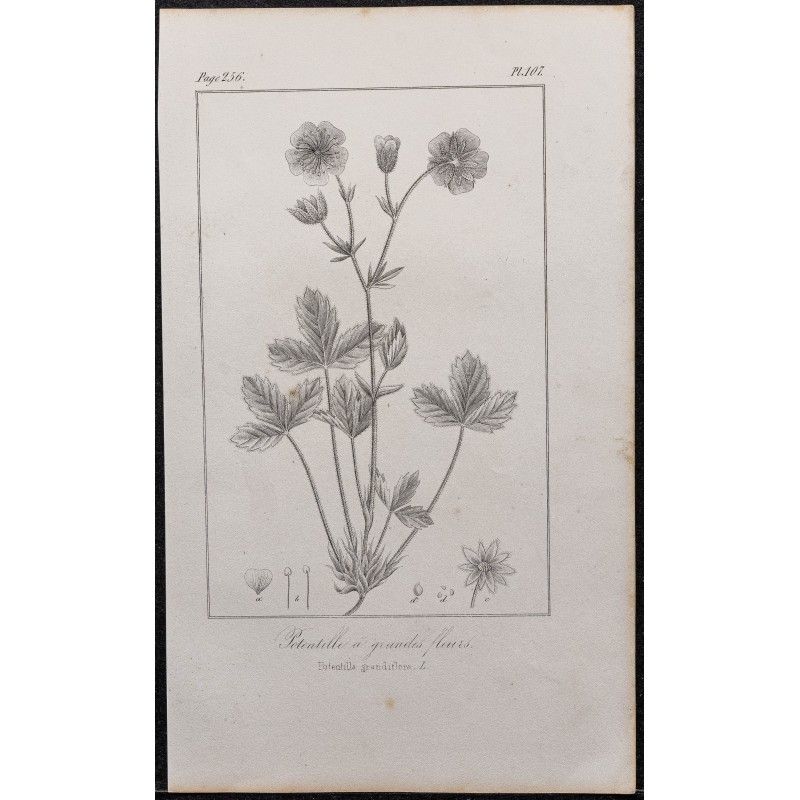 Gravure de 1846 - Potentille à grandes fleurs - 1