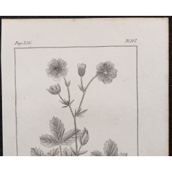 Gravure de 1846 - Potentille à grandes fleurs - 2