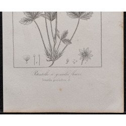 Gravure de 1846 - Potentille à grandes fleurs - 3