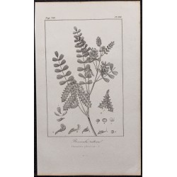 Gravure de 1846 - Biserrula pelecinus - 1