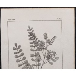 Gravure de 1846 - Biserrula pelecinus - 2