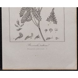 Gravure de 1846 - Biserrula pelecinus - 3