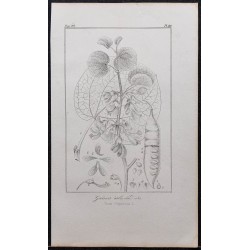 Gravure de 1846 - Gainier Arbre de Judée - 1