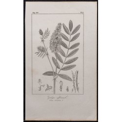 Gravure de 1846 - Galega officinal - 1