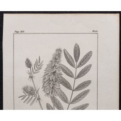 Gravure de 1846 - Galega officinal - 2