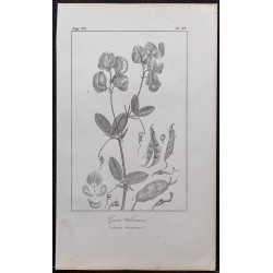 Gravure de 1846 - Gesse tubéreuse - 1