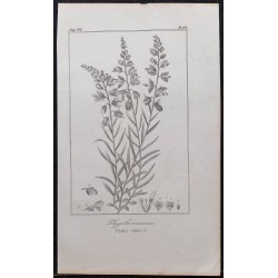 Gravure de 1846 - Polygale commun - 1