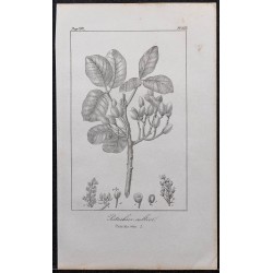 Gravure de 1846 - Pistachier cultivé - 1
