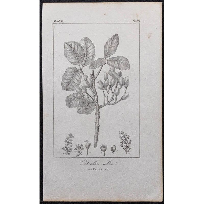 Gravure de 1846 - Pistachier cultivé - 1