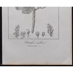Gravure de 1846 - Pistachier cultivé - 3