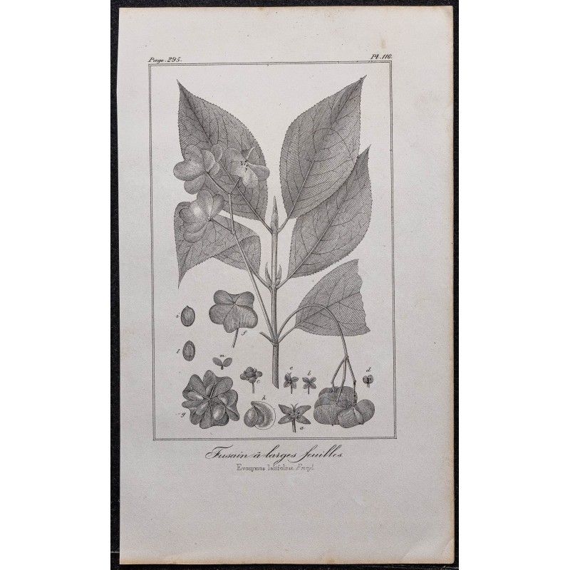 Gravure de 1846 - Fusain à larges feuilles - 1