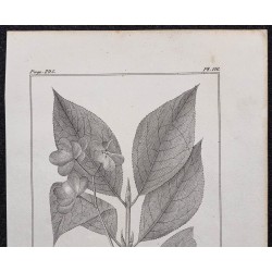 Gravure de 1846 - Fusain à larges feuilles - 2