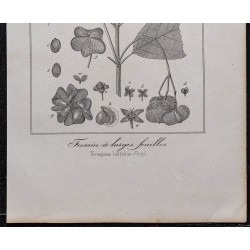 Gravure de 1846 - Fusain à larges feuilles - 3