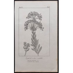 Gravure de 1846 - Euphorbe à deux ombelles - 1