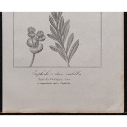 Gravure de 1846 - Euphorbe à deux ombelles - 3