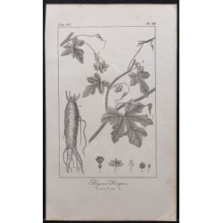 Gravure de 1846 - Bryone dioïque - 1