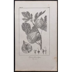 Gravure de 1846 - Figuier domestique - 1