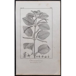 Gravure de 1846 - Ortie douteuse membraneuse - 1