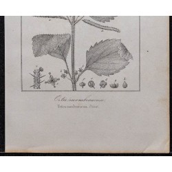 Gravure de 1846 - Ortie douteuse membraneuse - 3