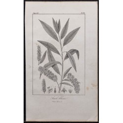 Gravure de 1846 - Saule blanc - 1