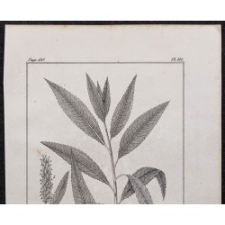 Gravure de 1846 - Saule blanc - 2