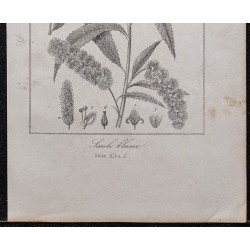 Gravure de 1846 - Saule blanc - 3