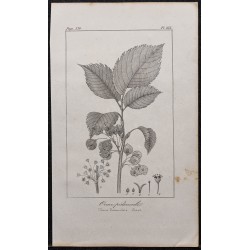 Gravure de 1846 - Orme lisse (pédonculé) - 1