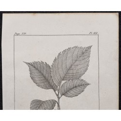 Gravure de 1846 - Orme lisse (pédonculé) - 2