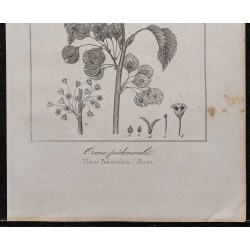 Gravure de 1846 - Orme lisse (pédonculé) - 3