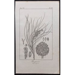 Gravure de 1846 - Pin pinier - 1