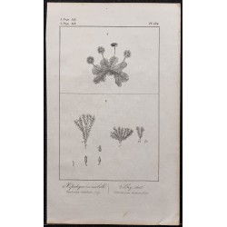 Gravure de 1846 - Bry strié & Hépatique en ombelle - 1