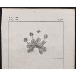 Gravure de 1846 - Bry strié & Hépatique en ombelle - 2