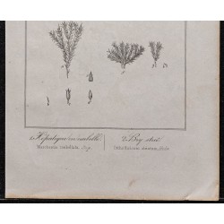 Gravure de 1846 - Bry strié & Hépatique en ombelle - 3
