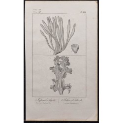 Gravure de 1846 - Mousse ou Lichen d'Islande - 1