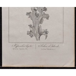 Gravure de 1846 - Mousse ou Lichen d'Islande - 3