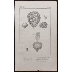 Gravure de 1846 - Clathre grillé - 1