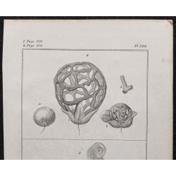 Gravure de 1846 - Clathre grillé - 2