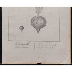 Gravure de 1846 - Clathre grillé - 3